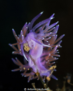 Mediterranean Flabellina_May 2025
(CanonRF100,1/200,f16,... by Antonio Venturelli 
